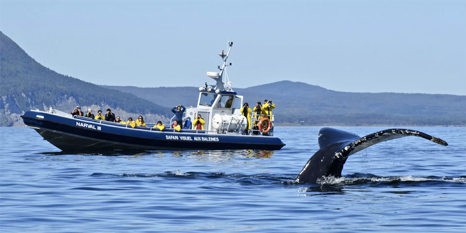 baleines Gaspésie